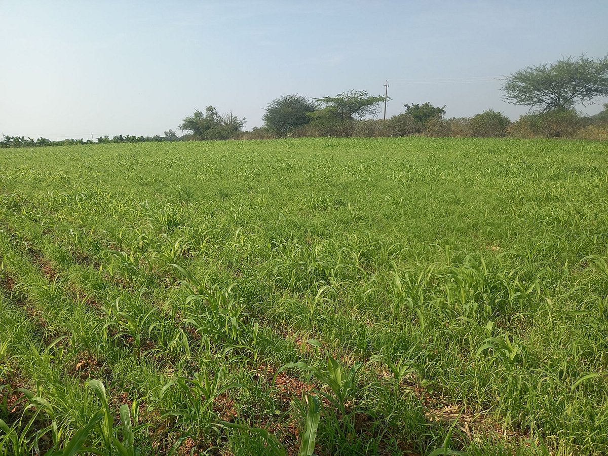 ಮಾಯಕೊಂಡ | ಹಿಂಗಾರು ರಾಗಿಯತ್ತ ಒಲವು: ಉತ್ತಮ ಫಸಲು ನಿರೀಕ್ಷೆ