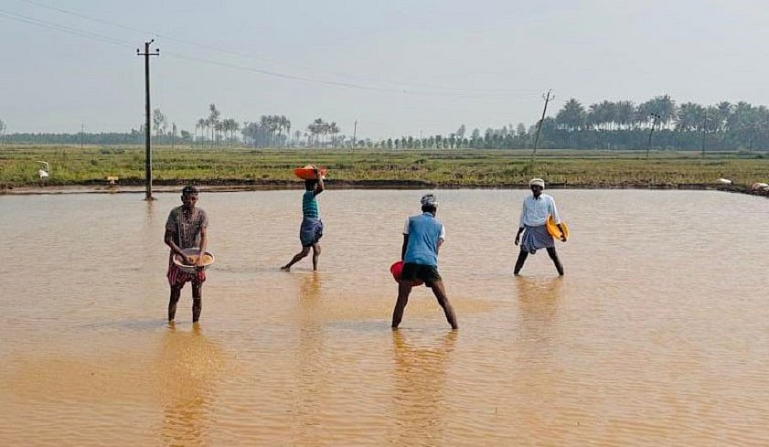 ದಾವಣಗೆರೆ: ಬೆಳೆಗಳಿಗೆ ಬೇಕಿದೆ ಭದ್ರಾ ನೀರು
