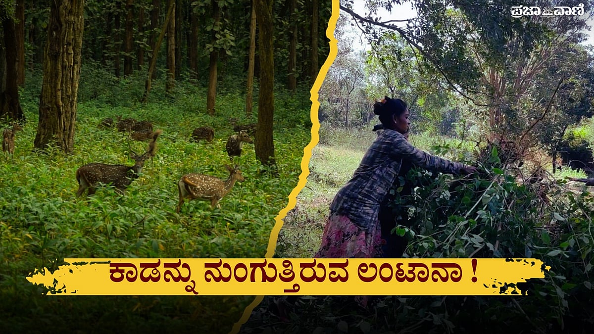 VIDEO | ಬಂಡಿಪುರ–ಬಿಳಿಗಿರಿ–ಮಲೆ ಮಹದೇಶ್ವರ ಕಾಡನ್ನು ನುಂಗುತ್ತಿರುವ ಲಂಟಾನಾ! 
