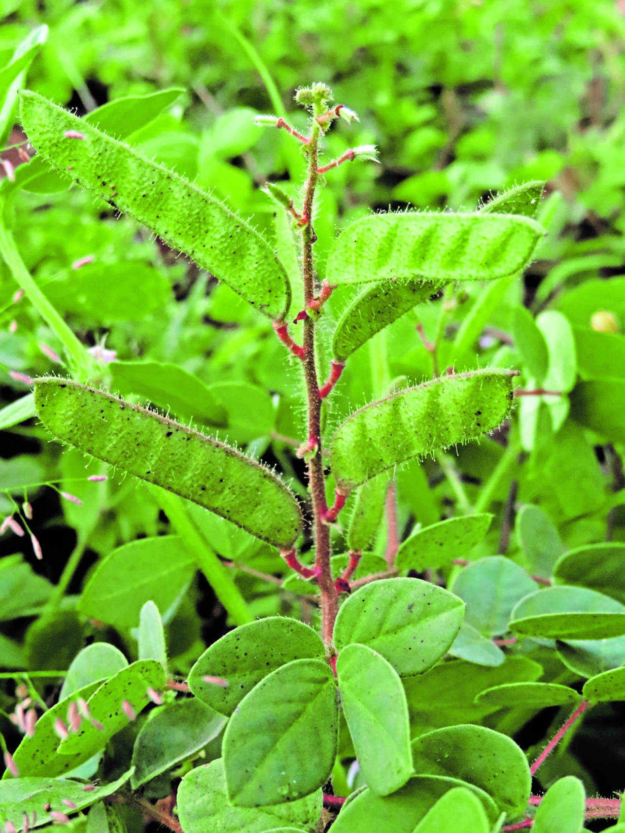 ಕಣ್ಣಾರೆ ಗಿಡ 