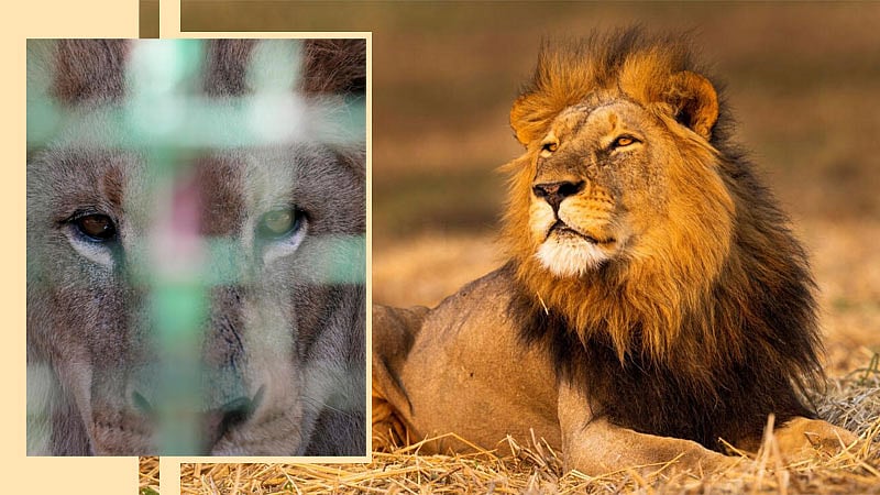 ಜಿಂಬಾಬ್ವೆ: 40 ಸಿಂಹಗಳಿರುವ ಕಾಡಲ್ಲಿ ಕಳೆದುಹೋಗಿದ್ದ ಬಾಲಕ 5 ದಿನಗಳ ನಂತರ ಪತ್ತೆ!