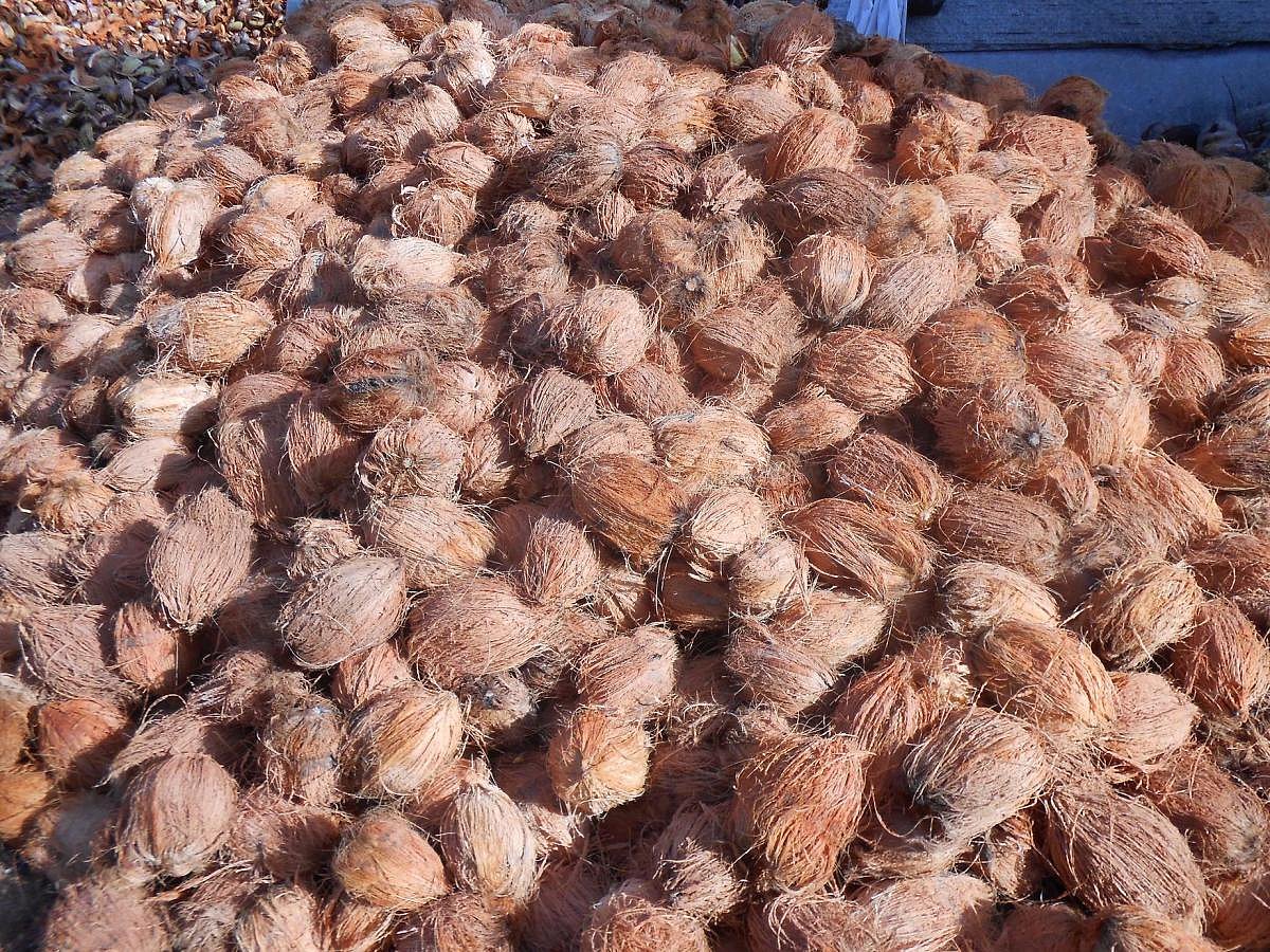 ಗಗನಮುಖಿಯಾದ ತೆಂಗಿನಕಾಯಿ ಧಾರಣೆ