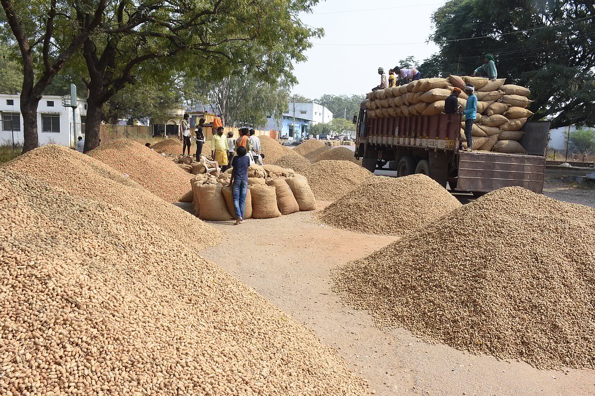 ಬೆಂಬಲ ಬೆಲೆ: ಶೇಂಗಾ ಖರೀದಿ ಅವಧಿ ವಿಸ್ತರಣೆ