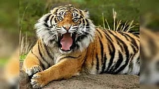 ತ್ಯಾವರೆಕೊಪ್ಪ ಹುಲಿ–ಸಿಂಹಧಾಮದ ಹೆಣ್ಣು ಹುಲಿ ಅಂಜನಿ ಸಾವು