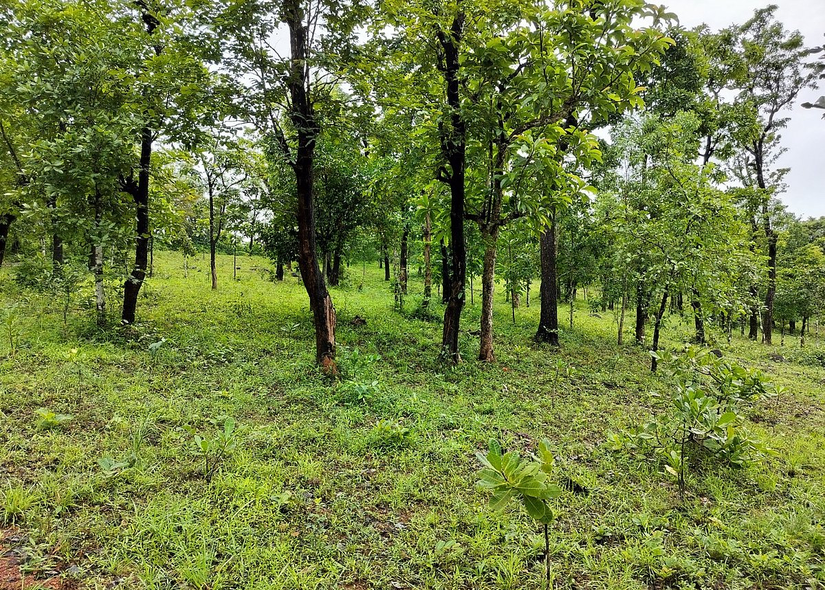 ವಿದ್ಯುತ್‌ ಘಟಕಕ್ಕೆ 7 ಸಾವಿರ ಮರ ಬಲಿ