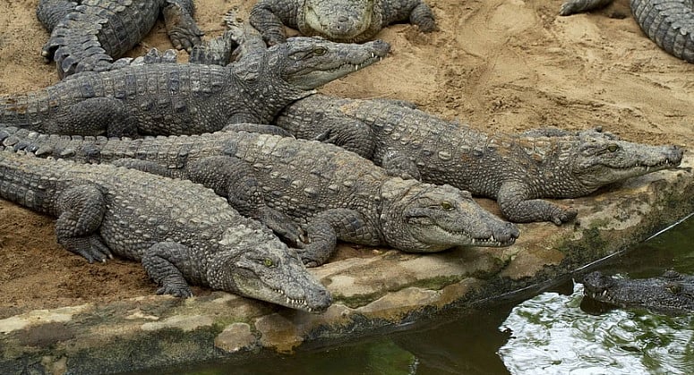 ಐಟಿ ದಾಳಿ ವೇಳೆ ಬಿಜೆಪಿ ಮಾಜಿ ಕಾರ್ಪೊರೇಟರ್ ಮನೆಯಲ್ಲಿ 4 ಮೊಸಳೆಗಳು ಪತ್ತೆ!