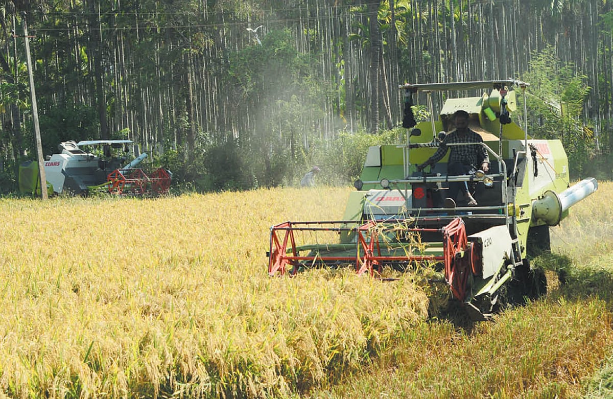 ಶಿರಸಿ | ಭತ್ತ ಕಟಾವು; ಯಂತ್ರಕ್ಕೆ ದುಬಾರಿ ಬಾಡಿಗೆ: ರೈತರಿಗೆ ಹೊರೆ