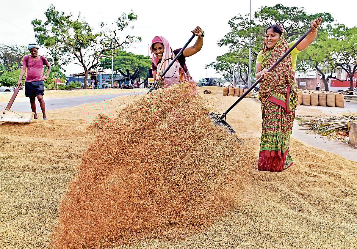 ಮಂಡ್ಯ | ಎಂಎಸ್‌ಪಿ ನೋಂದಣಿ: ರೈತರ ನಿರಾಸಕ್ತಿ! 