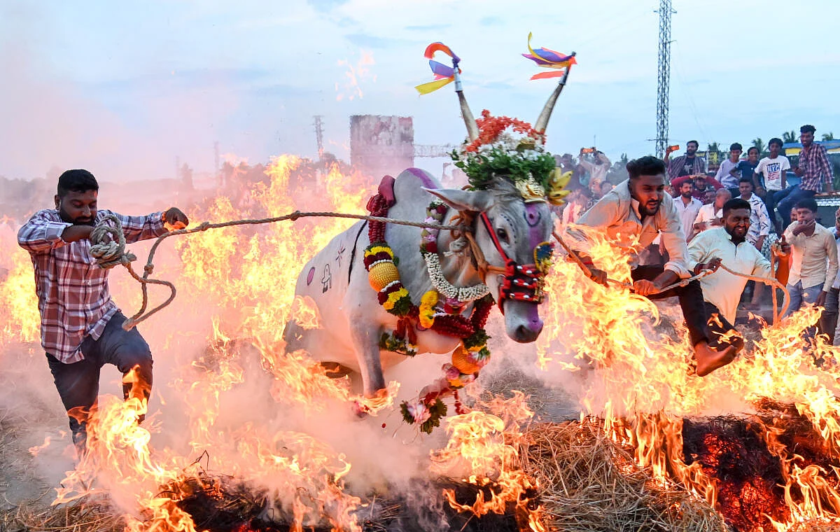 <div class="paragraphs"><p>ಪ್ರಜಾವಾಣಿ ಚಿತ್ರ/ಅನೂಪ್ ರಾಘ.ಟಿ.</p></div>