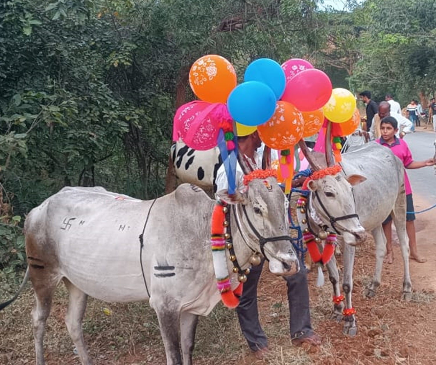 ಸಂಕ್ರಾಂತಿ ಪ್ರಯುಕ್ತ ರಾಮನಗರ ತಾಲ್ಲೂಕಿನ ಪಾಲಭೋವಿದೊಡ್ಡಿಯಲ್ಲಿ ರೈತರು ತಮ್ಮ ಜಾನುವಾರುಗಳಿಗೆ ವಿಶೇಷ ಅಲಂಕಾರ ಮಾಡಿದ್ದರು
