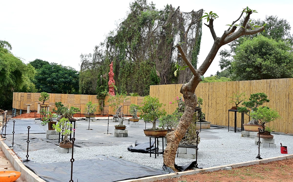 ಲಾಲ್‌ಬಾಗ್‌ ಉದ್ಯಾನದ ಬೊನ್ಸಾಯ್ ಉದ್ಯಾನಕ್ಕೆ ಆಧುನಿಕ ಸ್ಪರ್ಶ