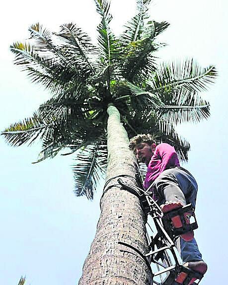 ‘ಕೇರಾ’ ಸುರಕ್ಷಾ ವರದಾನ; ತೆಂಗಿನ ಮರ ಏರುವವರಿಗೆ ₹7 ಲಕ್ಷ ವಿಮೆ ಸೌಲಭ್ಯ