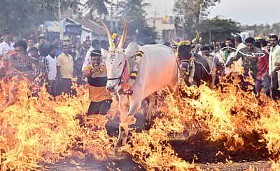 ಮೈಸೂರು ತಾಲ್ಲೂಕಿನ ಸಿದ್ಧಲಿಂಗಪುರದಲ್ಲಿ ಭಾನುವಾರ ರಾಸುಗಳನ್ನು ಕಿಚ್ಚು ಹಾಯಿಸಿದರು - ಚಿತ್ರ: ಅನೂಪ್ ರಾಘ.ಟಿ.