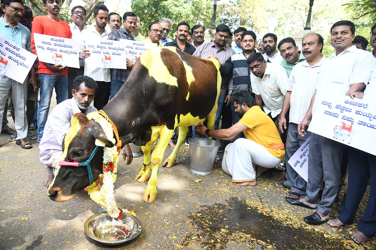 ಗೋಹಿಂಸೆ ಬೆಂಬಲಿಸುವವರು ನಿಜವಾದ ಅಸ್ವಸ್ಥರು:  ಪ್ರತಾಪ ಸಿಂಹ 