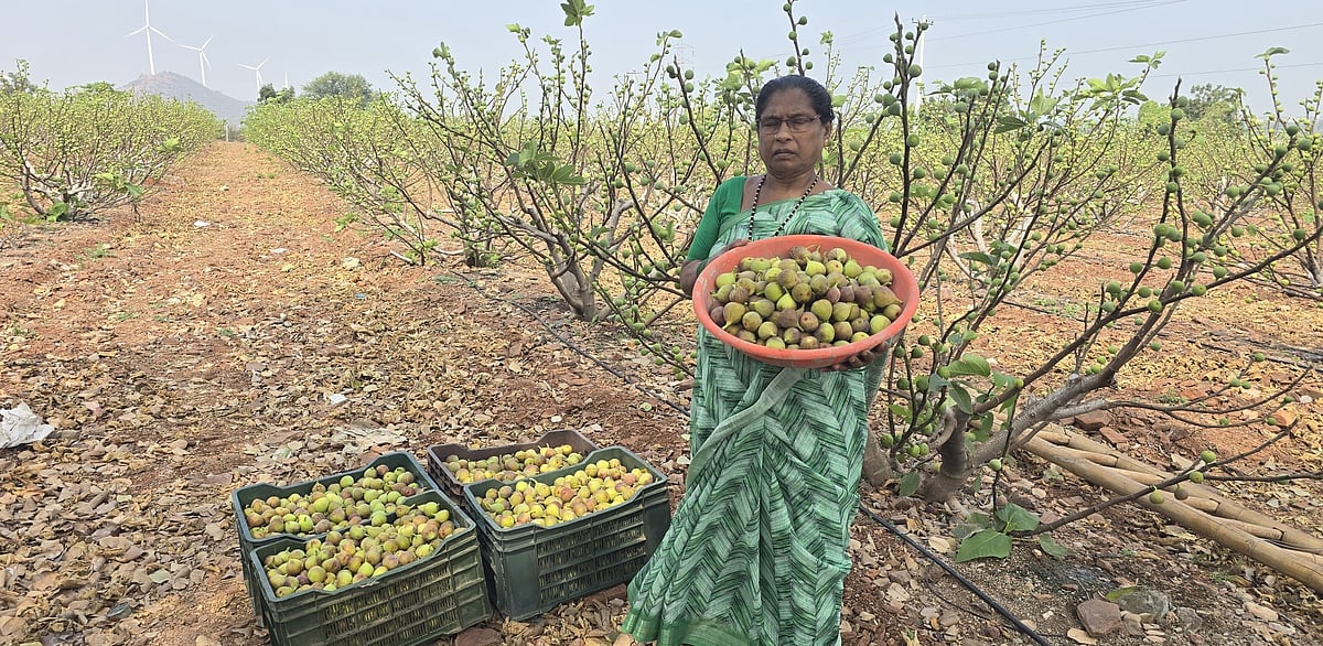 ಬರಡು ನೆಲದಲ್ಲಿ ಕೈಹಿಡಿದ ಮಿಶ್ರ ಬೇಸಾಯ