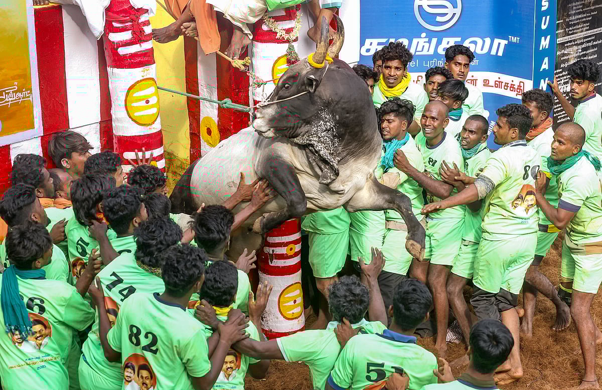 ತಮಿಳುನಾಡು | ಜಲ್ಲಿಕಟ್ಟು, ಮಂಜುವಿರಾಟ್ಟು ಸ್ಪರ್ಧೆ: 7 ಮಂದಿ ಸಾವು