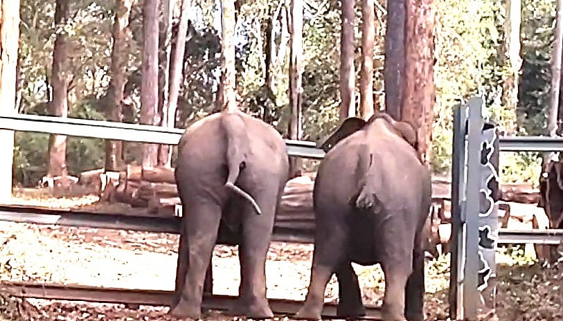 ವಿಡಿಯೊ: ಕಾಡಾನೆಯ ನೆರವಿಗೆ ಬಂದ ಮತ್ತೊಂದು ಆನೆ; ಪೊನ್ನಂಪೇಟೆಯಲ್ಲಿ ನಡೆದ ಘಟನೆ