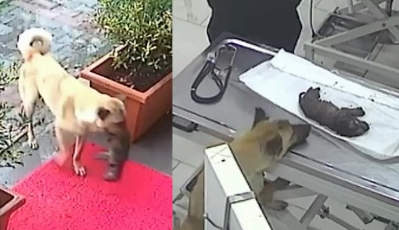 ಮುದ್ದುಮರಿಯನ್ನು ತಾನೇ ವೈದ್ಯರಿದ್ದಲ್ಲಿಗೆ ಕರೆತಂದ ತಾಯಿ ನಾಯಿ:ಹೃದಯಸ್ಪರ್ಶಿ ಕ್ಷಣ