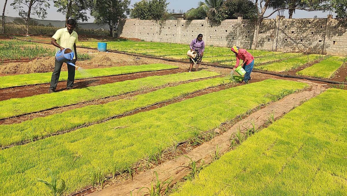 ಕೃಷಿ ವಲಯ: ಒಟ್ಟು ಉತ್ಪಾದನಾ ಮೌಲ್ಯ 29.49 ಲಕ್ಷ ಕೋಟಿಗೆ ಏರಿಕೆ