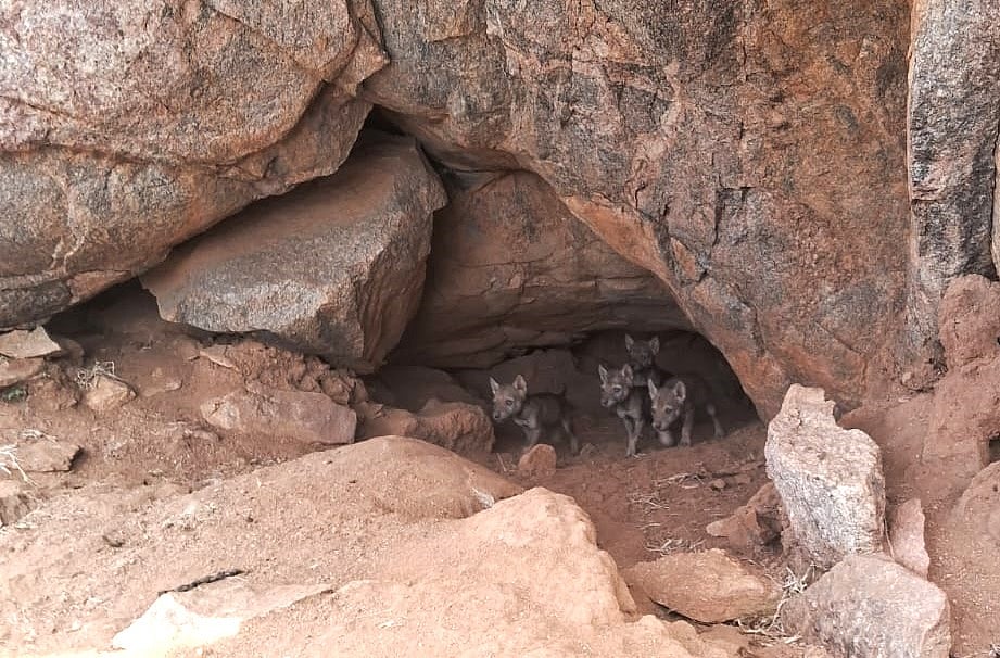 ಕನಕಗಿರಿ: 8 ಮರಿಗಳಿಗೆ ಜನ್ಮ ನೀಡಿದ ತೋಳ

