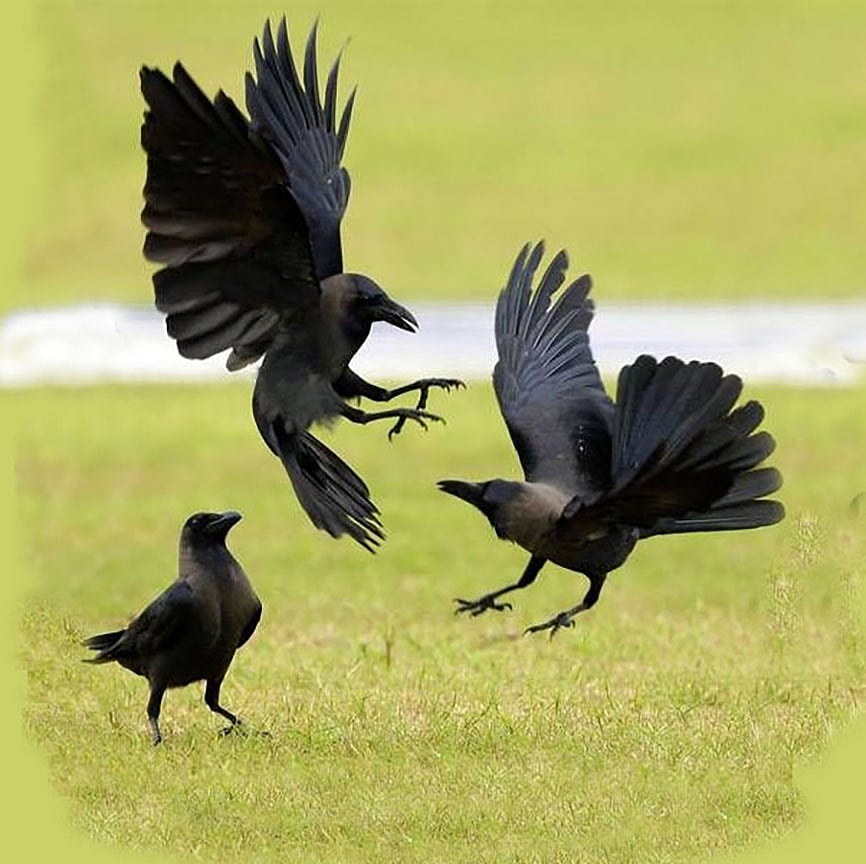 ಮಹಾರಾಷ್ಟ್ರ: ಹಕ್ಕಿ ಜ್ವರಕ್ಕೆ 50ಕ್ಕೂ ಹೆಚ್ಚು ಕಾಗೆಗಳು ಬಲಿ