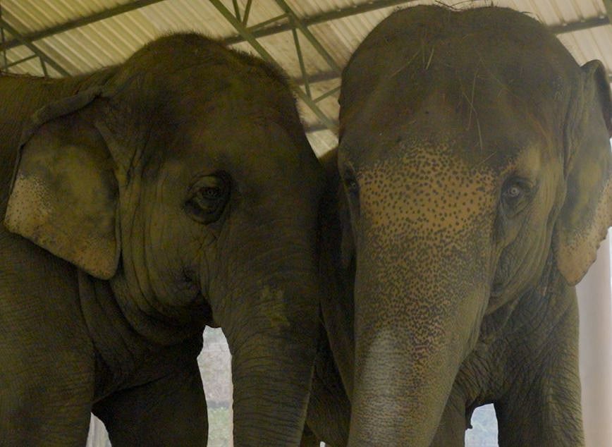 ಚಾಮರಾಜನಗರ: ಕಾಡು ಪ್ರಾಣಿ ಉಪಟಳಕ್ಕೆ ಬೇಸತ್ತು ಜ.5ಕ್ಕೆ ರೈತರಿಂದ ಪ್ರತಿಭಟನೆ