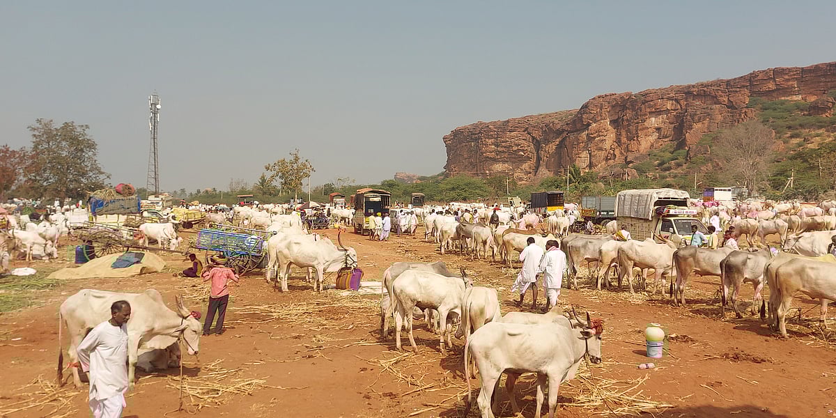 ಜಾತ್ರೆಯಲ್ಲಿ ಜೋಡೆತ್ತುಗಳ ಬೆಲೆ ₹ 20 ಲಕ್ಷ
