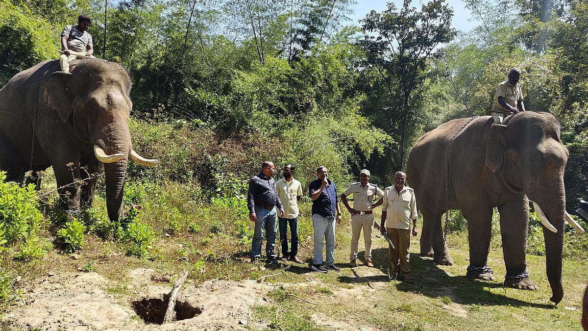 ಗೋಣಿಕೊಪ್ಪಲು: ಹುಲಿ ಕಾಡಿಗಟ್ಟುವ ಕಾರ್ಯಾಚರಣೆ ಬಿರುಸು, ಕಾರ್ಯಾಚರಣೆಗೆ 8 ಕ್ಯಾಮರಾ