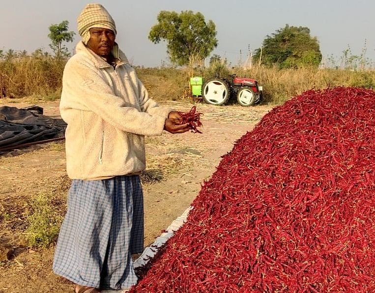 ಲಕ್ಷ್ಮೇಶ್ವರ | ‘ಕೆಂಪು ಬಂಗಾರ’ದ ಧಾರಣೆ ಕುಸಿತ
