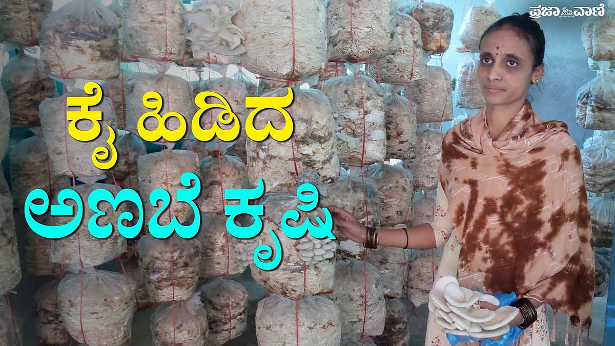 Video | ಓಲಾ, ಉಬರ್ ಕೆಲಸ ಬಿಟ್ಟಾಗ ಇವರ ಕೈ ಹಿಡಿದಿದ್ದು ಅಣಬೆ ಕೃಷಿ
