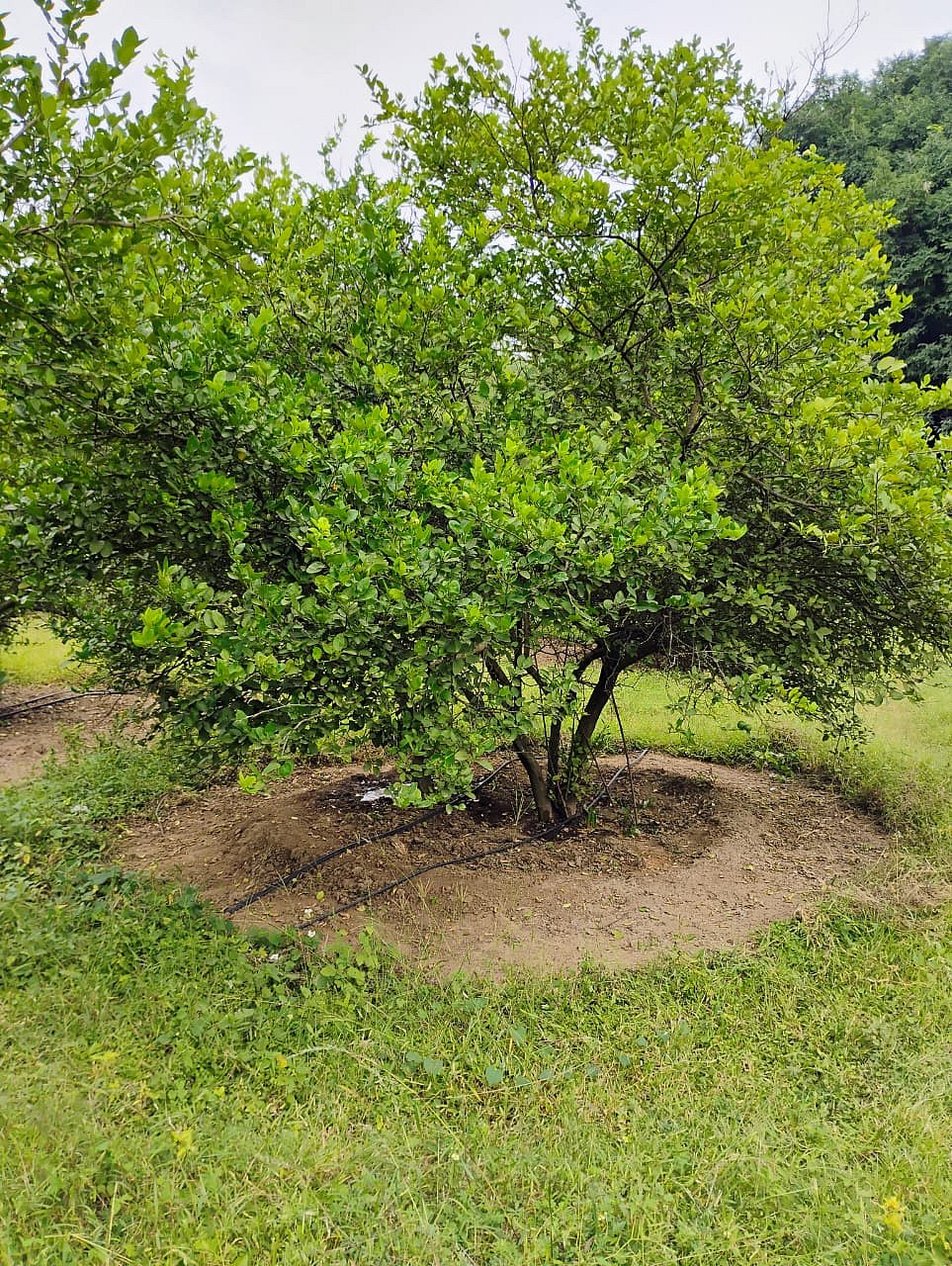 ಬಂಗಾರಪೇಟೆ: ರೈತನ ಬಾಳಿಗೆ ಬೆಳಕಾದ ನಿಂಬೆ