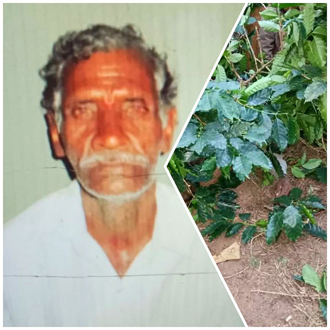 ಹಾಸನ: ಅಡಿಬೈಲು ಕಾಫಿ ತೋಟದಲ್ಲಿ ಕಾಡಾನೆ ದಾಳಿ– ವೃದ್ಧ ಸಾವು