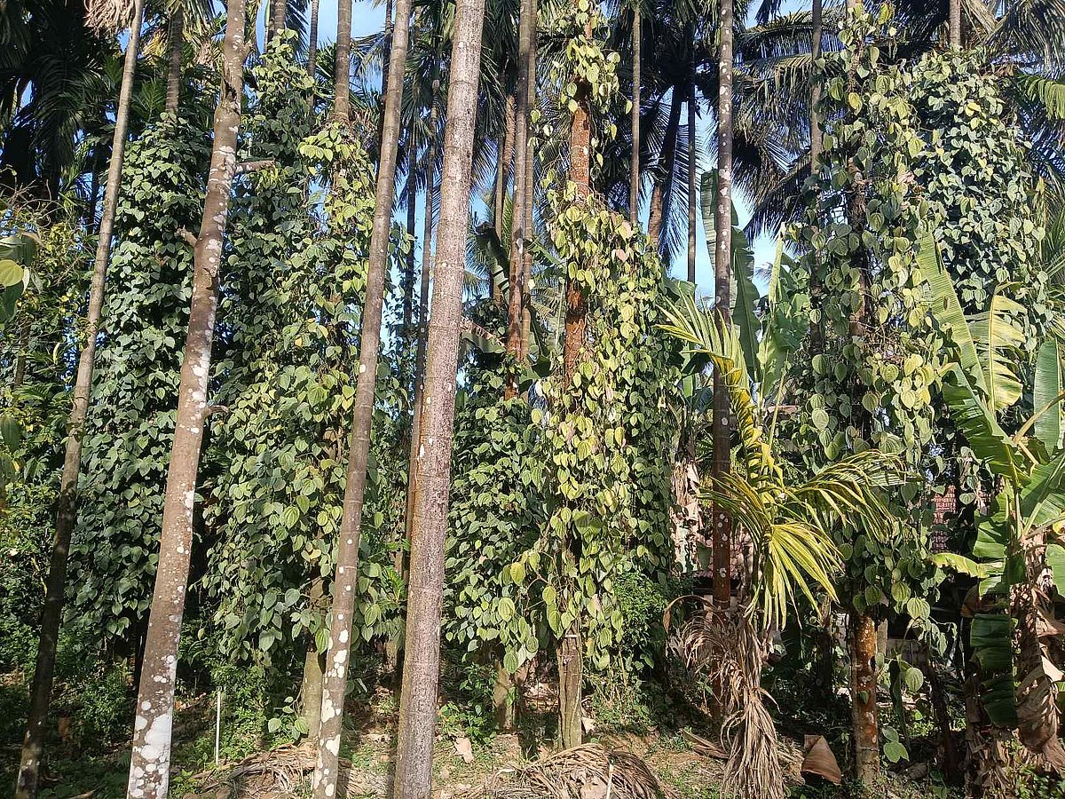 ಹೊಸನಗರ: ‘ಕಪ್ಪುಚಿನ್ನ’ಕ್ಕೆ ಕಾಡುತ್ತಿದೆ ಸೊರಗು ರೋಗ ಬಾಧೆ