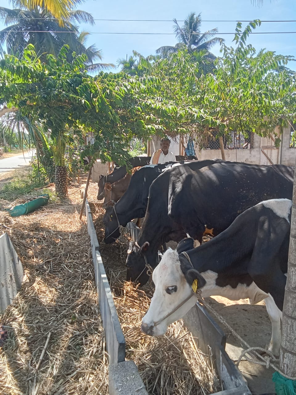 ಸಂಜೀವಪ್ಪ ಸಾಕಿರುವ ಹಸುಗಳು