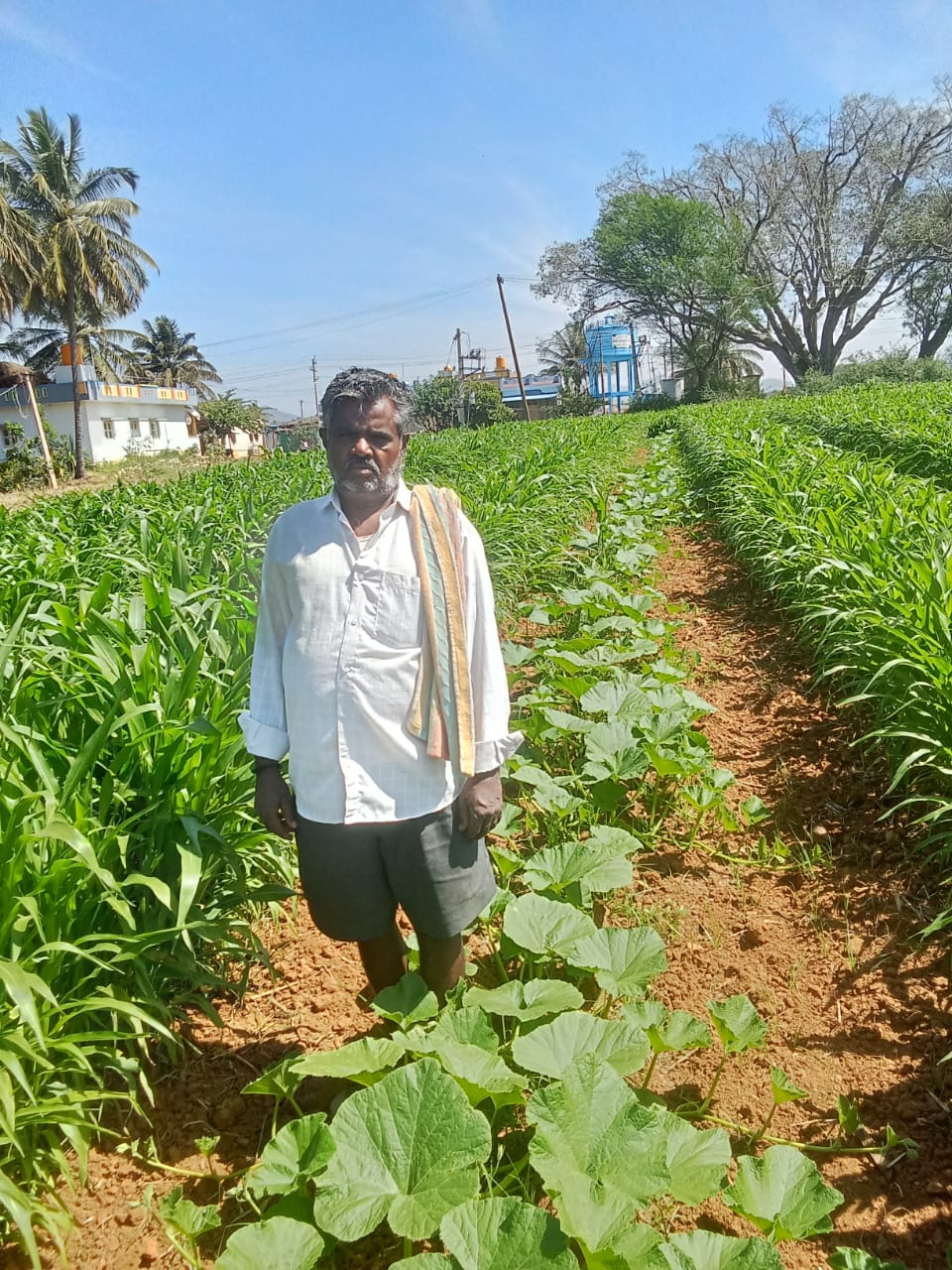 ಜೋಳದ ನಡುವೆ ಕುಂಬಳ ಗಿಡ ಬೆಳೆದಿರುವ ಸಂಜೀವಪ್ಪ