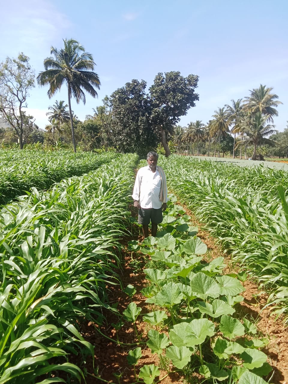 ಜೋಳದ ನಡುವೆ ಕುಂಬಳ ಗಿಡ ಬೆಳೆದಿರುವ ಸಂಜೀವಪ್ಪ