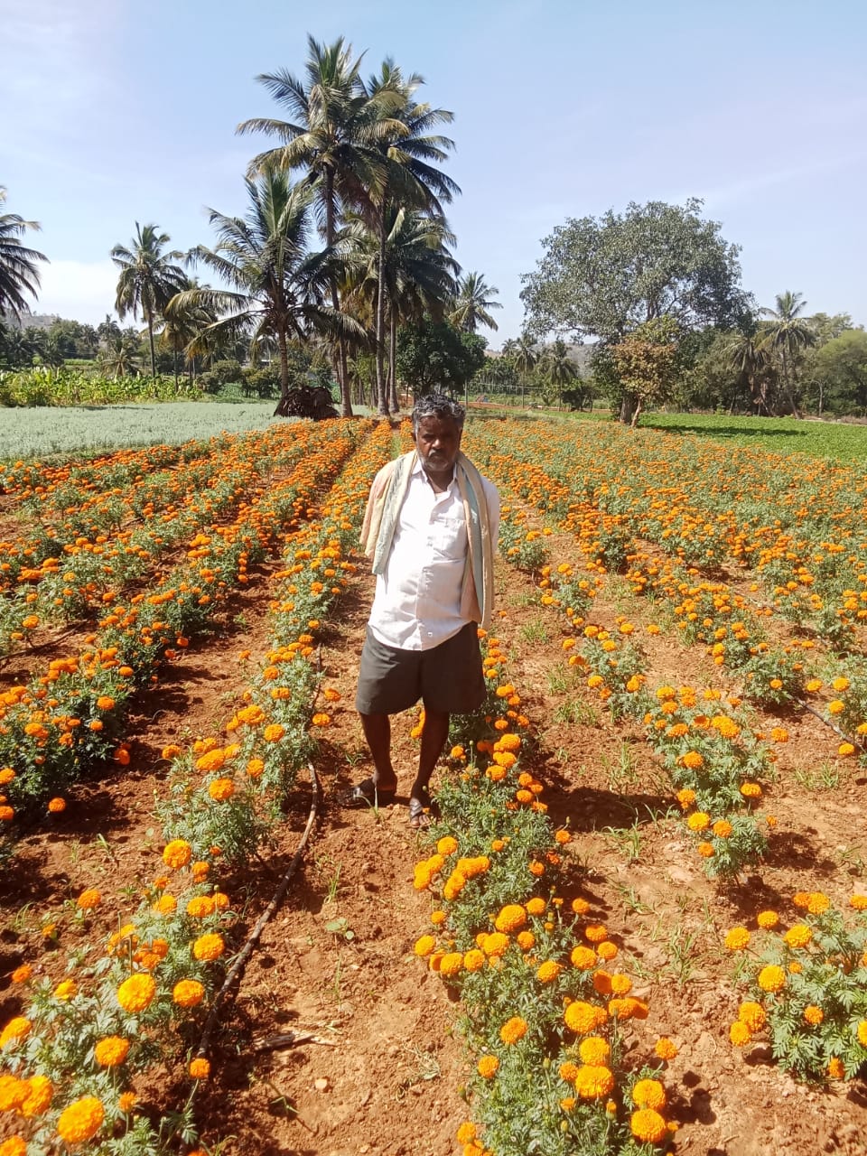 ಚೆಂಡು ಹೂ ಬೆಳೆ
