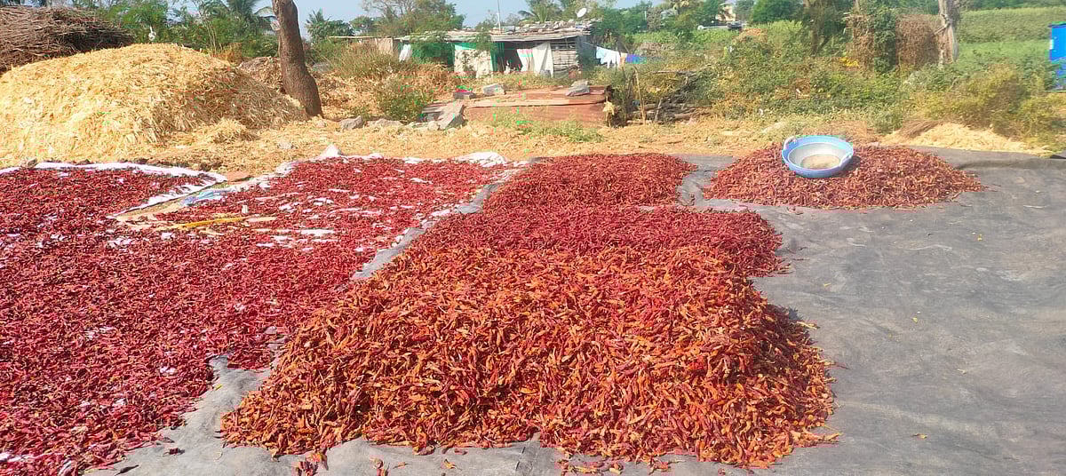 ನೆಲಕಚ್ಚಿದ ಮೆಣಸಿನಕಾಯಿ ದರ
