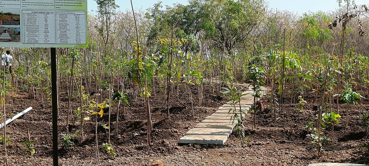 ವಾಡಿ | ಲುಂಬಿನಿ ಉದ್ಯಾನ ಲೋಕಾರ್ಪಣೆ: ಮಿಯಾವಾಕಿ ಅರಣ್ಯ, ಚಿಟ್ಟೆ ಪಾರ್ಕ್ ಆಕರ್ಷಣೆ