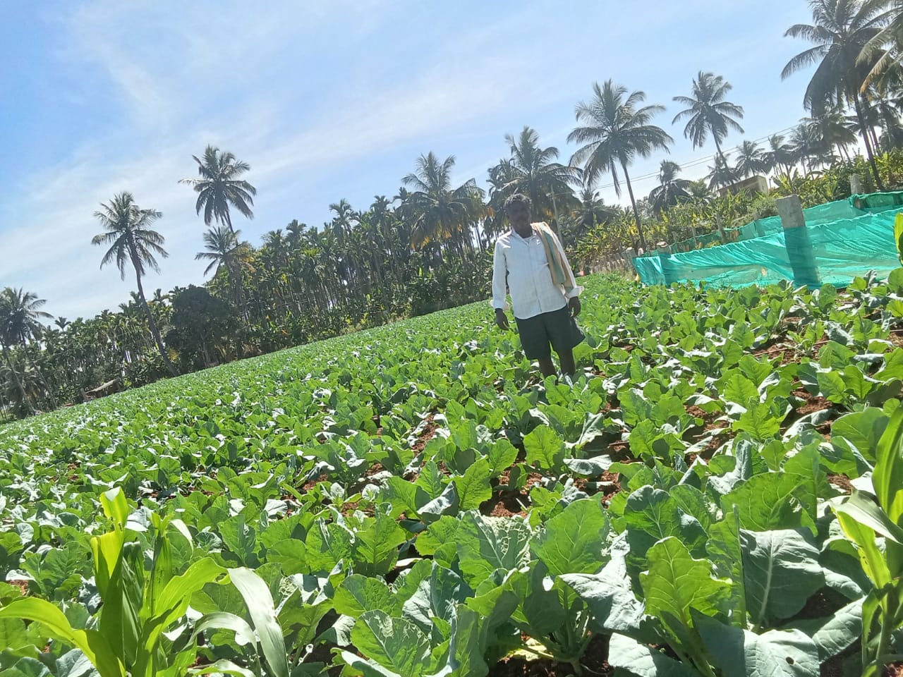 ಹೂ ಕೋಸು