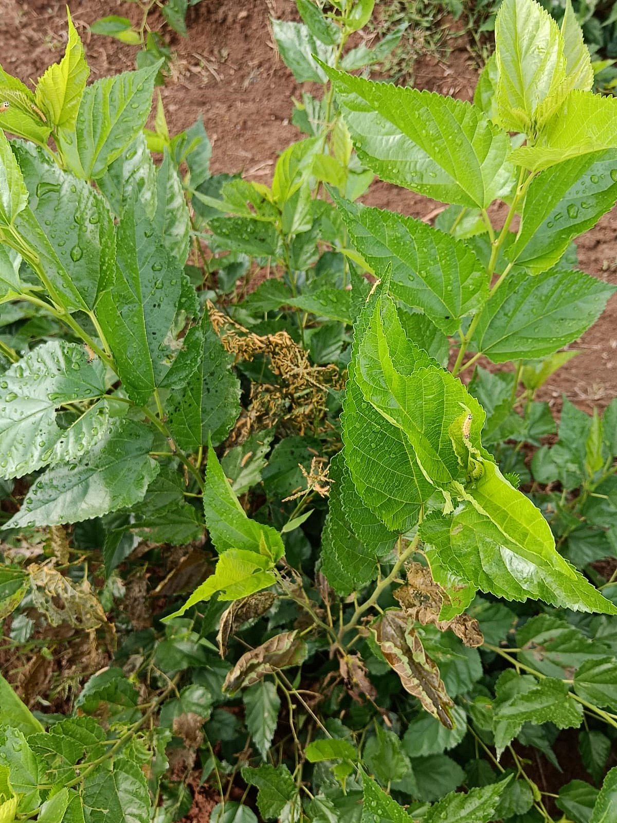 ಶಿಡ್ಲಘಟ್ಟ: ಮಾಸುತ್ತಿದೆ ರೇಷ್ಮೆ ಕೃಷಿಕರ ಬದುಕಿನ ಬಣ್ಣ