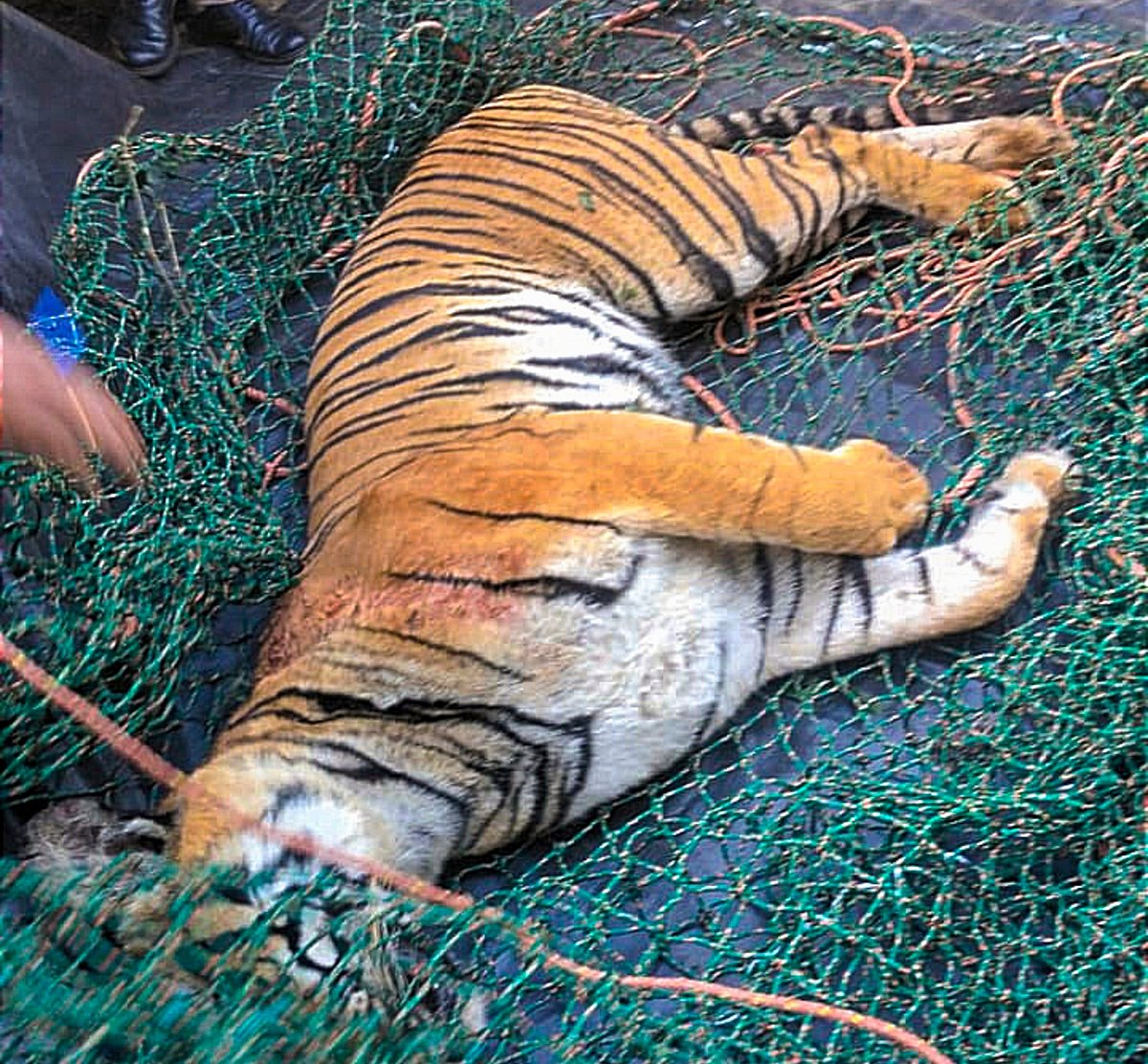 ವಯನಾಡ್‌: ಮಹಿಳೆ ಕೊಂದಿದ್ದ ಹುಲಿ ಕಳೇಬರ ಪತ್ತೆ