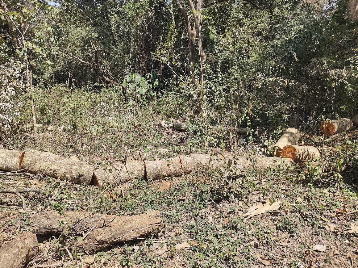 ಮಲೆನಾಡಲ್ಲಿ ಮರಗಳ ಹನನ, ಒತ್ತುವರಿ ಅವ್ಯಾಹತ 