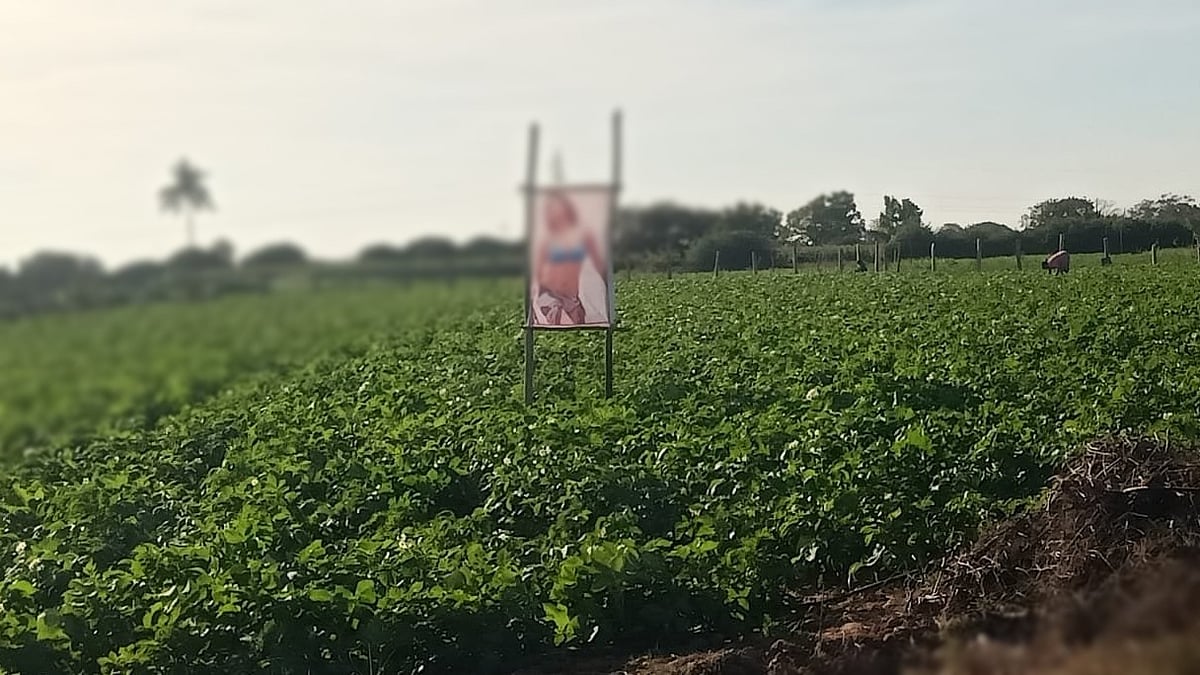 ಮುಳಬಾಗಿಲು: ತೋಟದ ಬೆಳೆಗೆ ದೃಷ್ಟಿ ತಾಗದಿರಲು ಅಶ್ಲೀಲ ಚಿತ್ರದ ಬ್ಯಾನರ್ ಕಾವಲು!