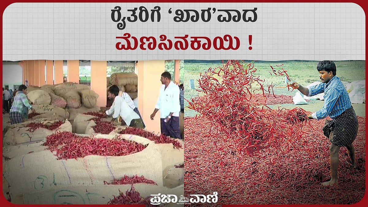 Video | ಒಣ ಮೆಣಸಿನಕಾಯಿ ದರ ಕುಸಿತ: ಸಂಕಷ್ಟದಲ್ಲಿ ಬೆಳೆಗಾರರು