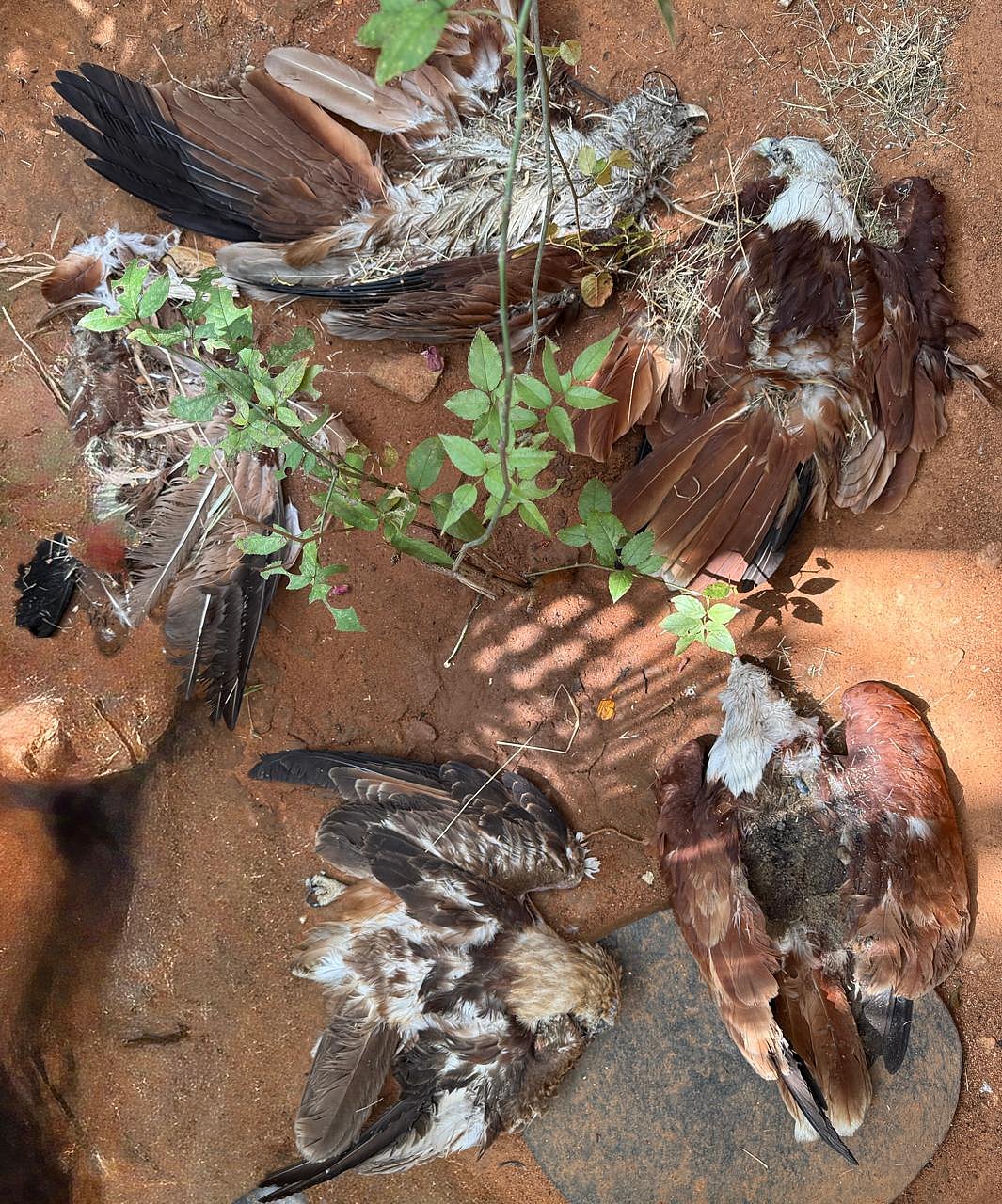 Bengaluru Mysuru Expressway | ಹದ್ದುಗಳ ಮಸಣವಾದ ಹೆದ್ದಾರಿ!