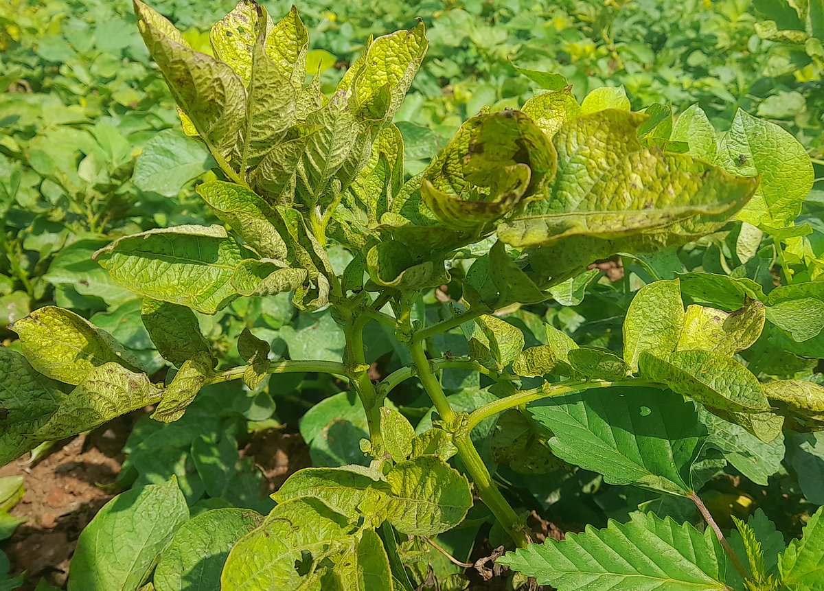 ಬಂಗಾರಪೇಟೆ | ಆಲೂಗಡ್ಡೆ ಬೆಳೆಗೆ ಅಂಗಮಾರಿ ರೋಗಬಾಧೆ: ಕಂಗಾಲಾದ ಬೆಳಗಾರರು 