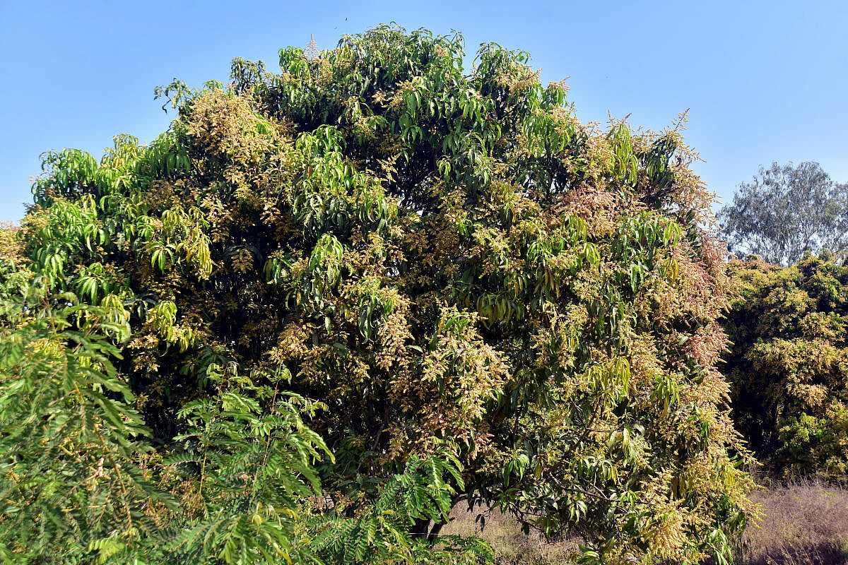 ಧಾರವಾಡ: ಘಮಘಮಿಸುತ್ತಿದೆ ಮಾವಿನ ಹೂ; ಉತ್ತಮ ಫಸಲಿನ ನಿರೀಕ್ಷೆ 