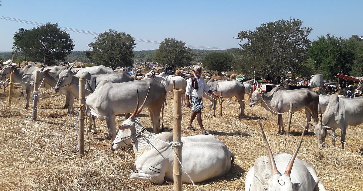 ಕೆ.ಆರ್.ಪೇಟೆ: ಹೇಮಗಿರಿ ದನಗಳ ಜಾತ್ರೆ ವೈಭೋಗ