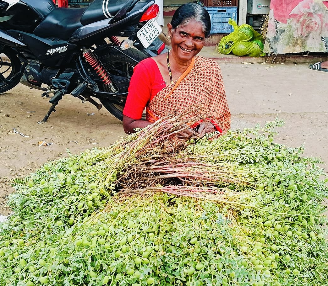 ಕಡೂರು: ಮಾರುಕಟ್ಟೆಗೆ ಹಸಿ ಕಡಲೆ, ನಾಗಪುರ ಕಿತ್ತಳೆ ಲಗ್ಗೆ 